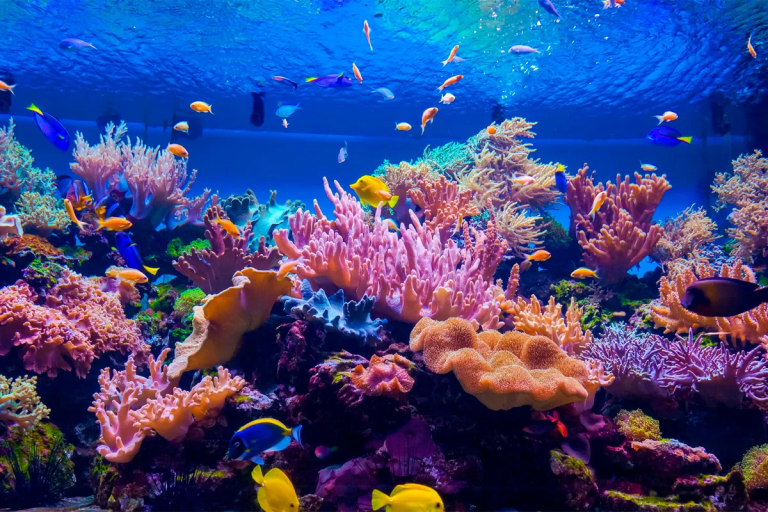 Shallow coral area near the shore with bright tropical fish