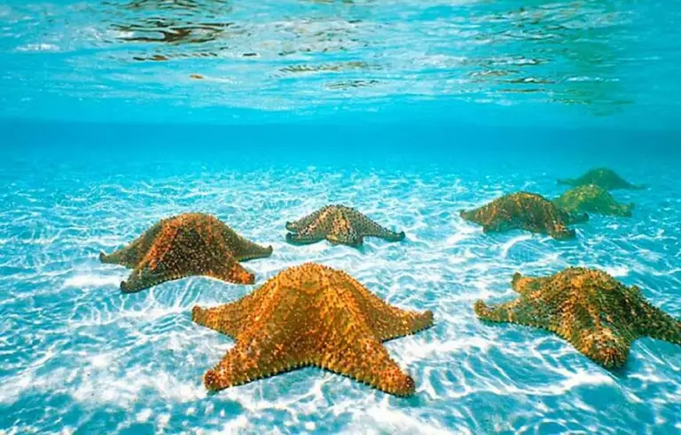 El Cielo snorkeling in Cozumel