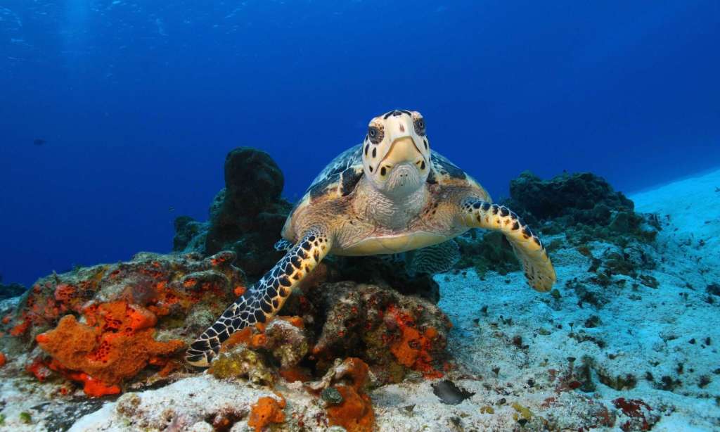 Sea turtle swimming near Columbia Reef in Cozumel
