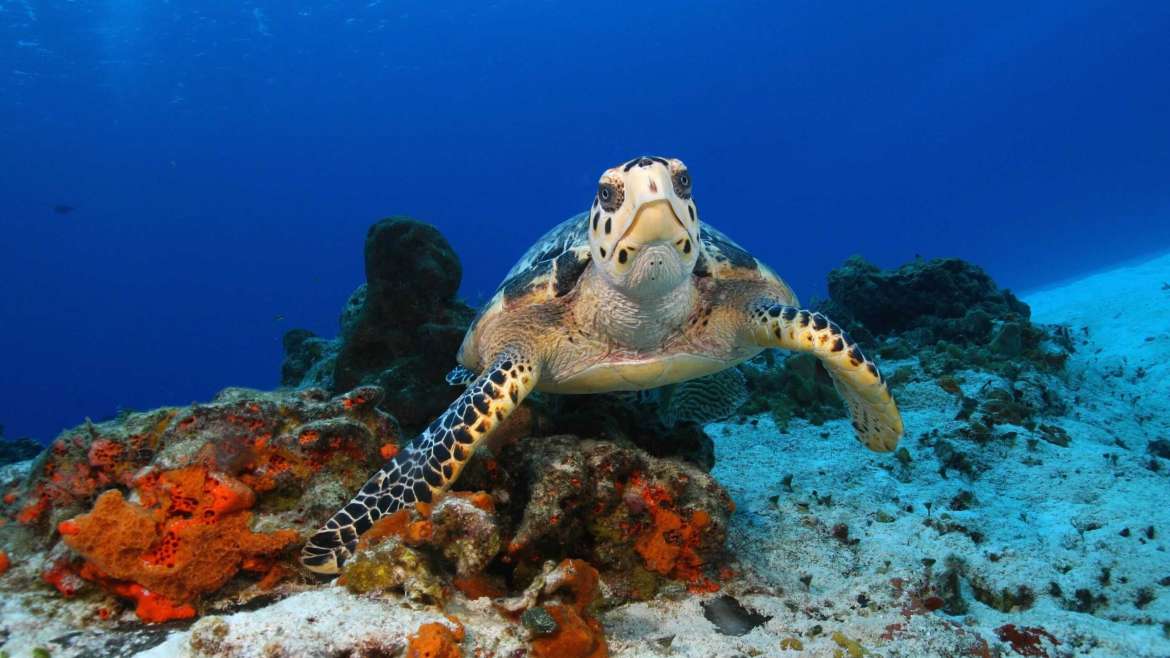 When Is the Best Time to Rent a Yacht in Cozumel