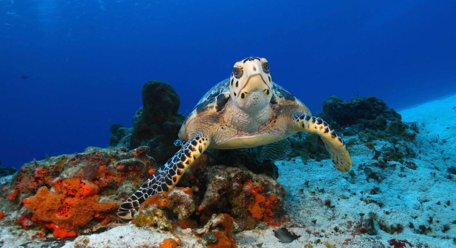 When Is the Best Time to Rent a Yacht in Cozumel