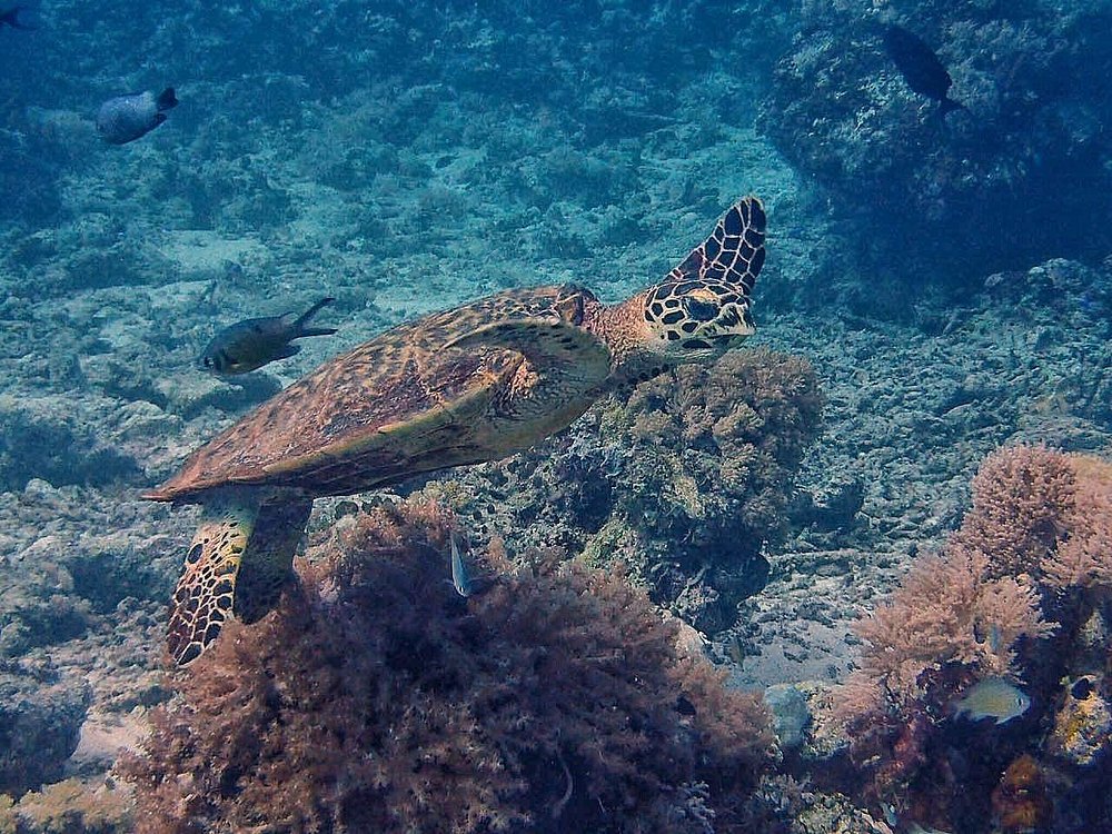 Snorkelers exploring Palancar Reef coral formations in Cozumel